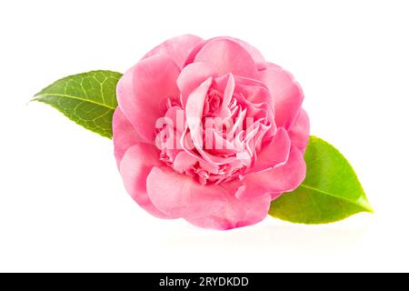 Rosa Kamelienblume isoliert auf weißem Hintergrund Stockfoto