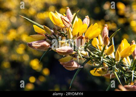 Gelbes Gorse in Blume Stockfoto