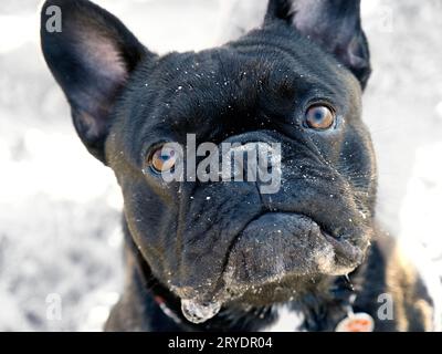 Der süße schwarze französische Bulldog schaut mit Sand im Kopf auf die Kamera Stockfoto