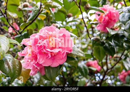 Rosa Kamelienblüte auf Baum mit Tau-Tropfen. WinterÂ Rose Stockfoto