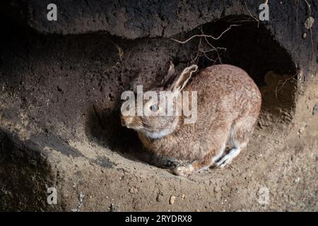 Wildes Kaninchen in einer Höhle Stockfoto