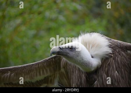 Nahporträt des Gänsegeiers Stockfoto