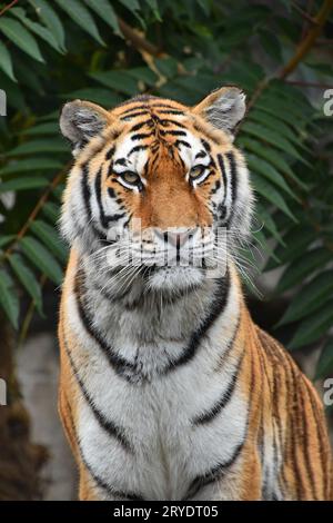 Close up Portrait von Sibirischen Amur Tiger Stockfoto