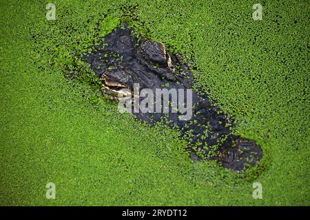 Close up Portrait von Krokodil in grünen Wasserlinsen Stockfoto