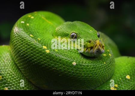 Green Tree python (Morelia viridis) Nahaufnahme Stockfoto