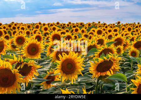 Feld von Sonnenblumen Stockfoto