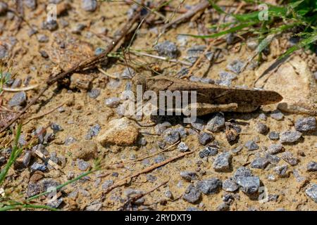 Eine carolina Heuschrecke eine Art Heuschrecke springt und fliegt um den Kies und den Sand, um die Nahaufnahme an einem sonnigen Tag im Sommer zu sehen Stockfoto