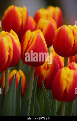 Rote und gelbe frische Tulpenblüten Stockfoto