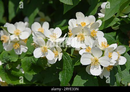 Schließen Sie weiße Jasminblüten in Blüte Stockfoto