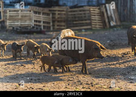 Mutter Mangalica Schwein mit ihren Ferkeln auf einem Spaziergang draußen auf einer Farm. Hochwertige Fotos Stockfoto