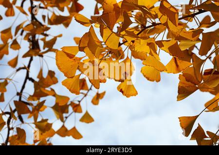 Schließen Sie gelbe Herbstgingo biloba Blätter Stockfoto