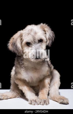 Hund auf schwarzem Hintergrund Stockfoto