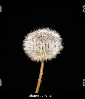 Löwenzahn auf schwarzem Hintergrund Stockfoto