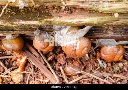 Schnecken auf trockenem Rotten Log. Stockfoto