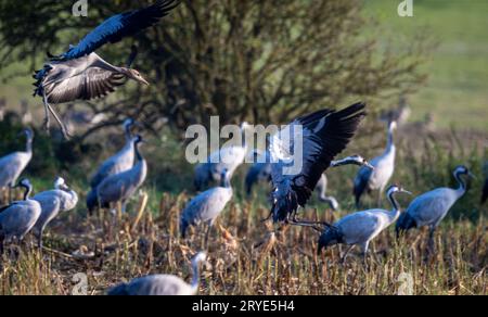 PRODUKTION - 28. September 2023, Mecklenburg-Vorpommern, Günz: Kranichfutter auf einem geernteten Maisfeld kurz vor Sonnenuntergang. Die grauen Kraniche (Grus grus) kommen derzeit aus Skandinavien und Osteuropa und ruhen in Mecklenburg-Vorpommern. Später ziehen sie in ihre Winterquartiere. Bis Ende Oktober werden voraussichtlich rund 100.000 Großvögel leben, und etwa 50.000 der Zugvögel werden auch im Landesinneren erwartet. Foto: Jens Büttner/dpa Stockfoto