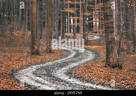 Ein Pfad, der an einem Herbsttag durch den Wald führt, mit orangefarbenem Laub auf dem Boden Stockfoto