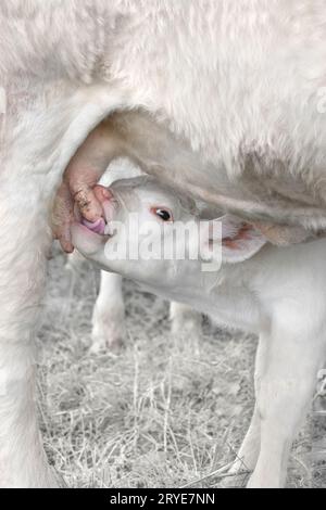 Nahaufnahme eines süßen kleinen Kalbes, das Milch saugt, hochauflösendes, monochromes weiß Stockfoto
