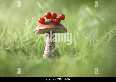 Schöner Pilz mit roten Beeren auf grünem Grasgrund. Essbare köstliche Pilzpilze oder Birkenpilz, Lumbalum Scabrum aus nächster Nähe. Stockfoto
