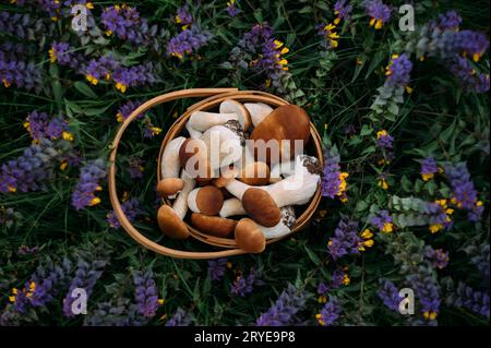 Pilze in einem Korb auf violettem Blumenhintergrund. Essbarer Boletus edulis, Penny Brötchen, Ceps, Porcini. Schöner Pilzhintergrund. Waldernte. Stockfoto