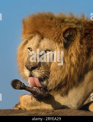 Männlicher Löwe isst seine Beute Stockfoto