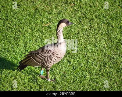 Nene hawaiianische Gans auf Gras im Resort in Waikaloa, Kona, Hawaii. Stockfoto