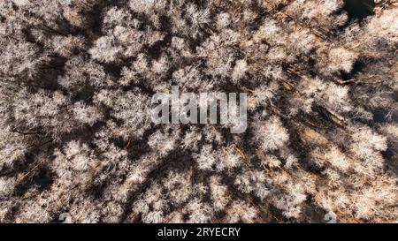 Luftbild mit Drohne aus Laubwald im Winter Stockfoto