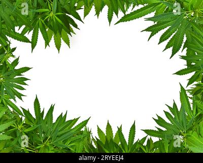 Rahmen aus grünen Cannabisblättern isoliert auf weiß Stockfoto