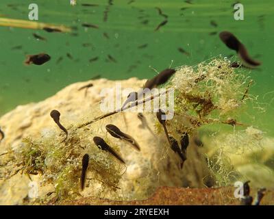 Unterwasserfoto von Froschkaulquappen in einem See Stockfoto