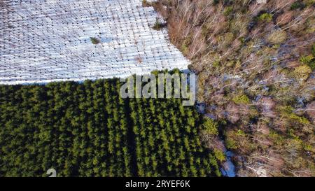 Luftdrohnenaufnahme der Landschaft im Frühjahr mit verschiedenen Bäumen Stockfoto