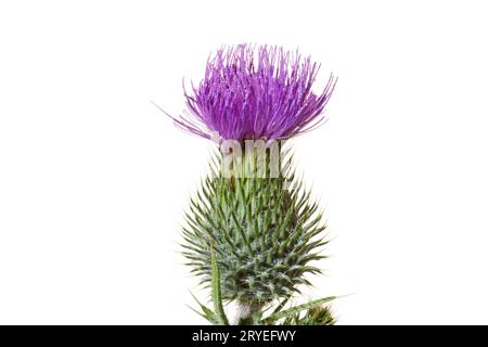 Bulle Thistle Blume isoliert auf weißem Hintergrund Stockfoto