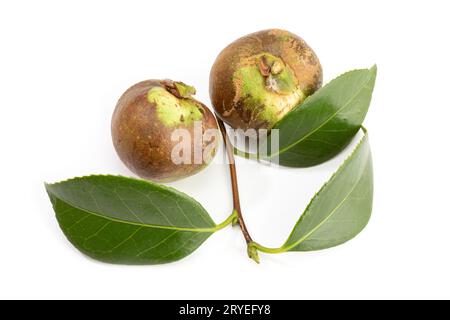 Kameliensamen und -Blatt isoliert auf weißem Hintergrund Stockfoto