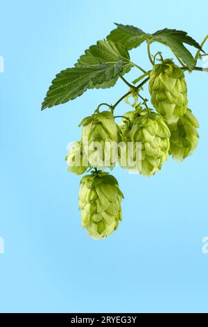 Nahaufnahme frischer grüner Hopfenzweig über blauem Himmel Stockfoto