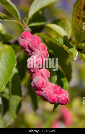 Magnolien-Samenkapsel auf Baum Stockfoto