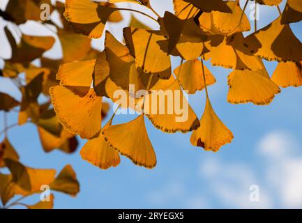 Schließen Sie gelbe Herbstgingo biloba Blätter Stockfoto