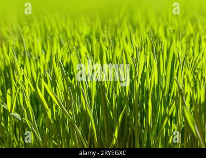 Nahaufnahme frisches grünes Frühlingsgras Hintergrund Stockfoto