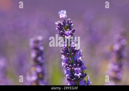 Schließen Sie lila Lavendelblüten Stockfoto
