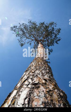 Flacher Blick auf die Kiefer über dem klaren blauen Himmel Stockfoto