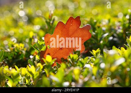 Orange Herbst gefallenes Eichenblatt auf dem Boden Stockfoto