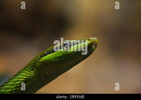 Rote, grüne Rattenschlange in Baumblättern Stockfoto