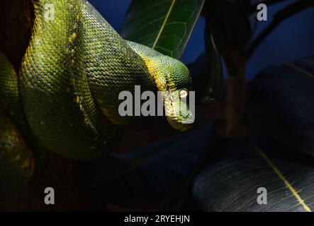 Green Tree python Profil portrait Nahaufnahme Stockfoto