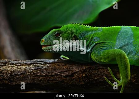 Brachylophus bulabula oder Fidschi-gebändertes Leguan Weibchen Stockfoto