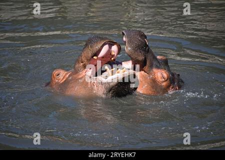 Paar nilpferde Schwimmen und Spielen im Wasser Stockfoto
