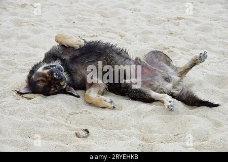 Porträt eines Haushundes am Sandstrand Stockfoto