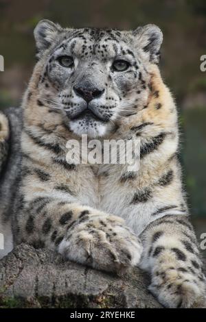 Nahaufnahme des vorderen Porträts des Schneeleoparden Stockfoto
