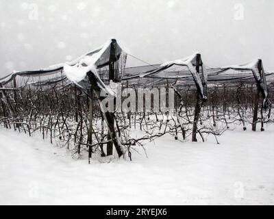 Winterzeit im Weinberg Stockfoto