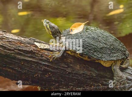 Teichrutschschildkröte, die auf einem Baumstamm im Sumpf ruht Stockfoto