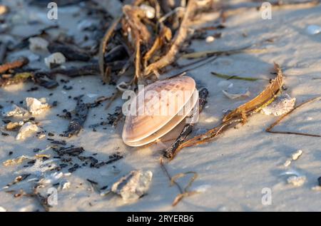 venus Sunray Muschel, die an einem Sandstrand angespült wurde Stockfoto