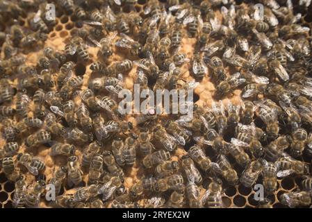 Wabe mit westlichen Honigbienen Stockfoto