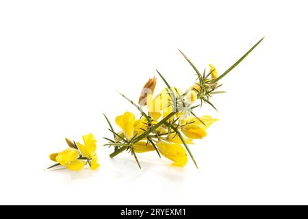 Frische gelbe Gorse in Blume isoliert auf weißem Hintergrund. Ulex europaeus Stockfoto