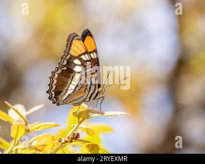 Arizona Schwester Schmetterling sitzt auf einem Blatt Stockfoto